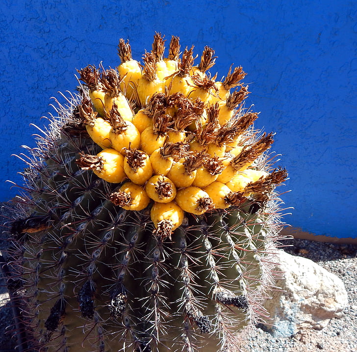 Cactus, désert, Golden barrel cactus, succulentes, plante, nature, vert
