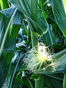 kukurydza, jedwab, uszy, COB, włosy, rośliny, kukurydza