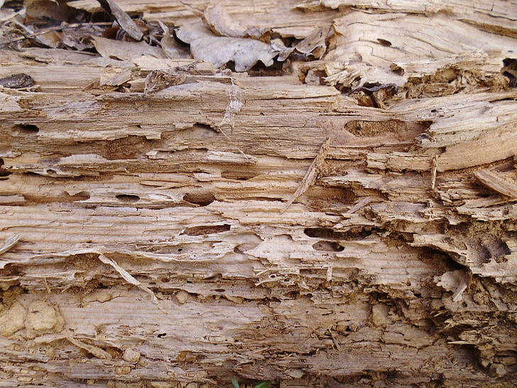 textura, árvore, velho, murmurar, a velha árvore, madeira, árvore velha