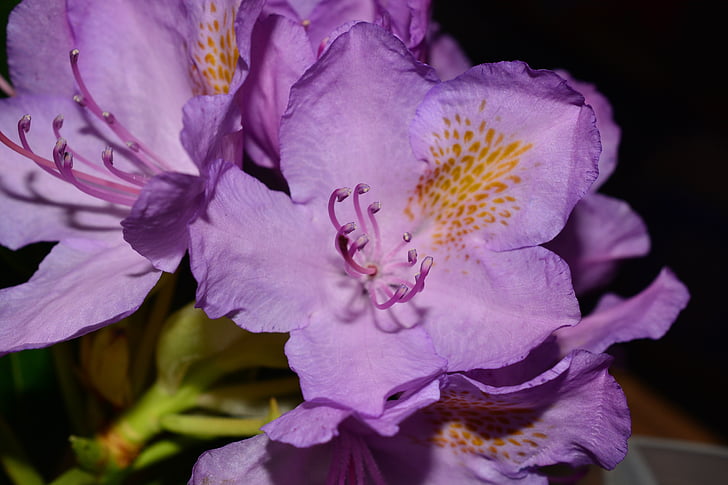 rhododendron, bunga, tender, frühlingsanfang, merah muda, Blossom, mekar