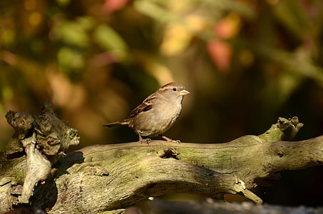 sparrow, bird, tree, branch, sit, nature, leaves