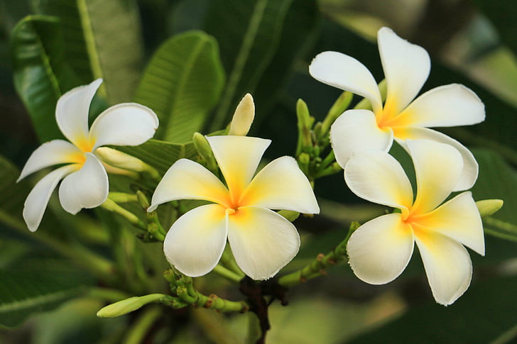 Leelawadee, nature, fleurs blanches, Thaïlande