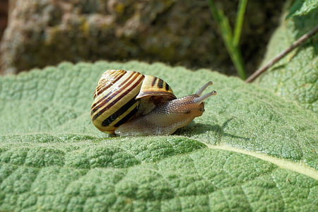 snail, garden, shell, nature, animal, slowly, move