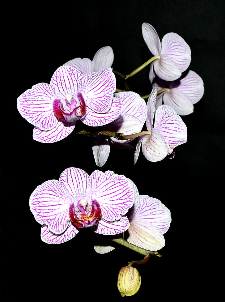 orchid, purple white, blossom, bloom, houseplants, nature, flower