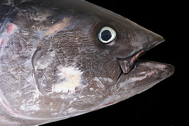 tuna, tuna merah, ikan, laut, nelayan, makanan laut, hewan
