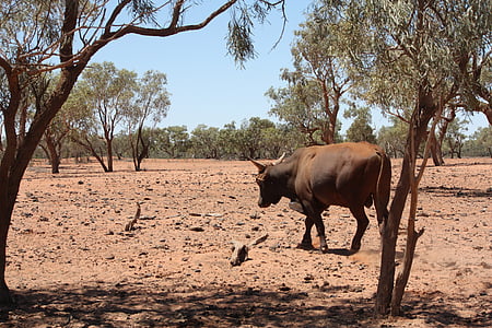 ξηρασία, βοοειδή, Outback, χώρα, αγελάδες