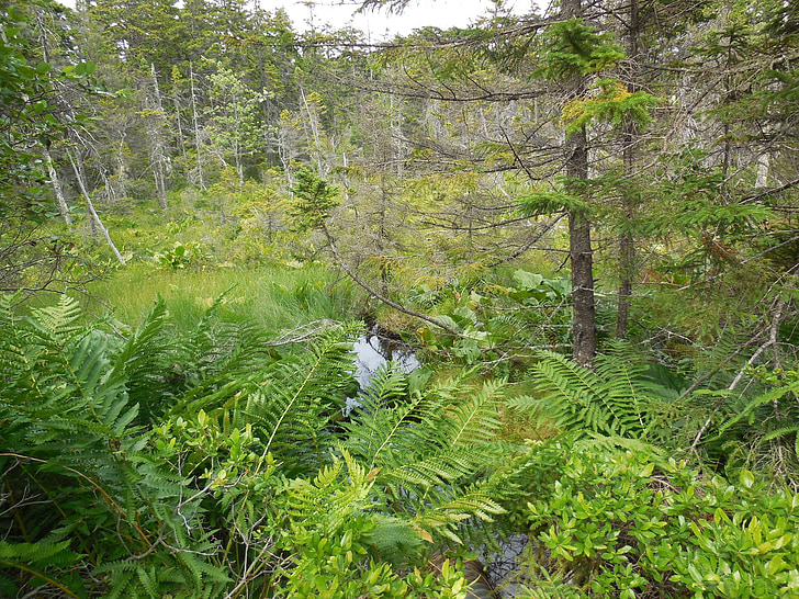 bosque, Isle au haut, Isla de Maine, senderismo, camping, helechos, naturaleza