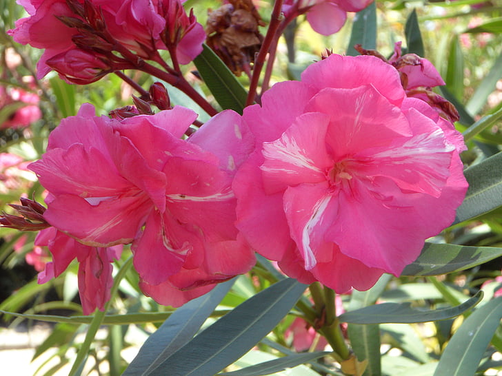 Oleander, roz, floare, floare, arbust ornamental, Marea Mediterană, flori