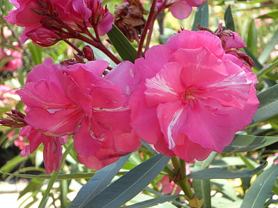 Oleander, rózsaszín, Blossom, Bloom, Díszcserje, mediterrán, virágok
