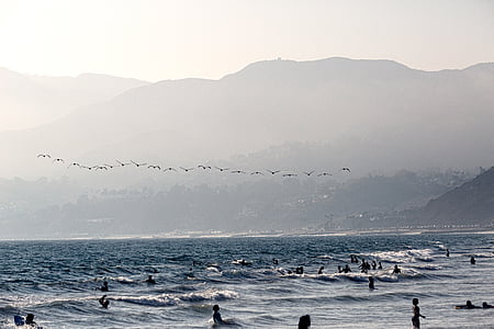 praia, aves, diversão, oceano, pessoas, mar, gaivotas