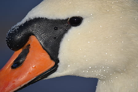swan, animal, baltic sea, close, bill, eye, drop of water