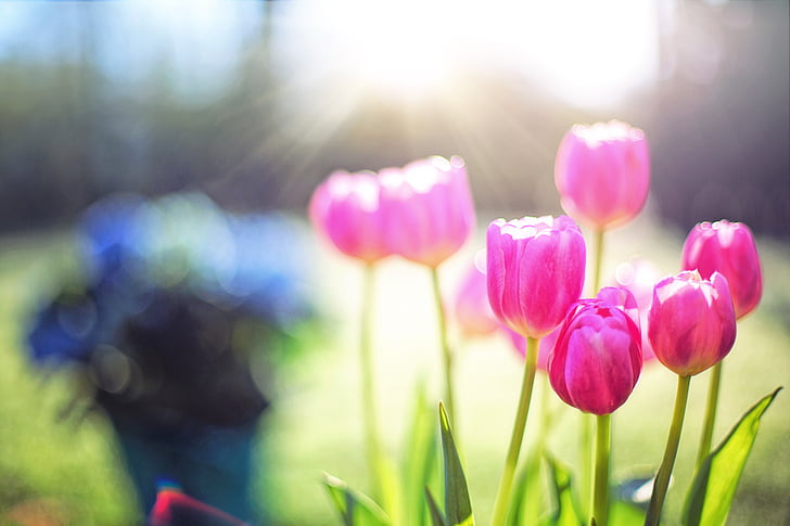 tulipes, Rose, printemps, fleurs, floral, nature, en fleurs