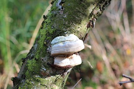 fungo de árvore, cogumelo, log de, cogumelos na árvore, baumschwamm