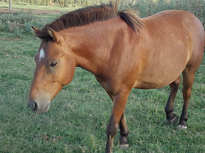 лошадь, поле, Аргентина, Животные, Природа, любовь животных, коричневый