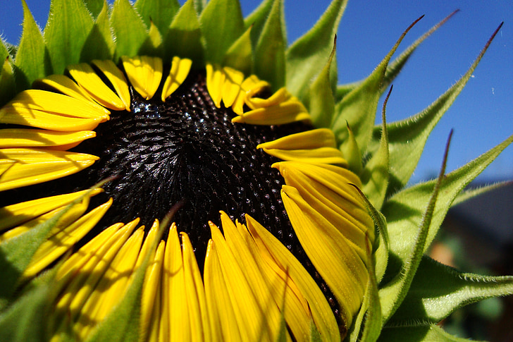 sunflower, flower, summer, plant, bloom, nature, garden