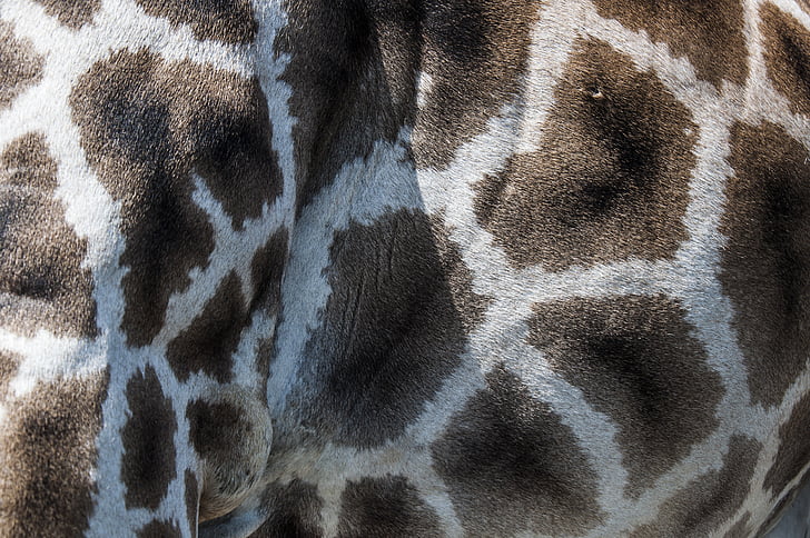 giraffe, fur, pattern, zoo, animals