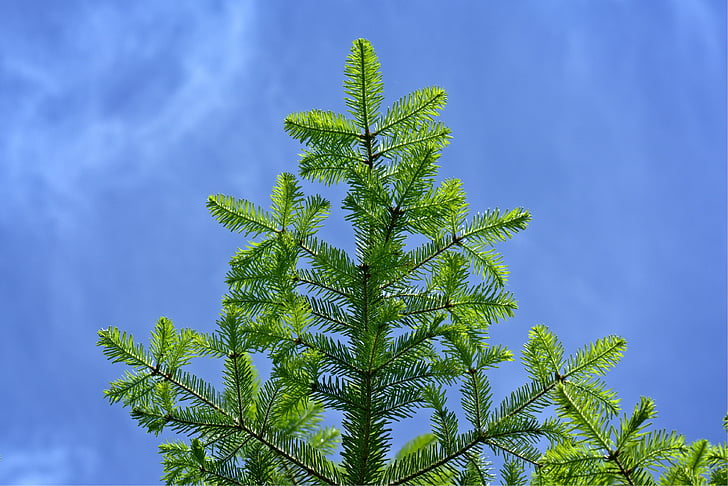 tannenzweig, branch, fir, spruce, green, spring, needles