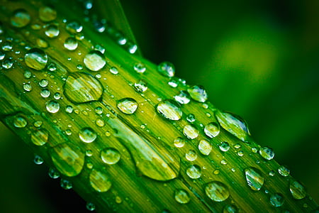 leaf, drop of water, drip, macro, rain, raindrop, green