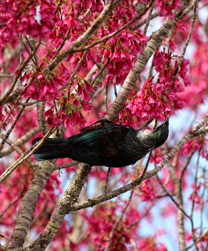bird, blossoms, tui, flower, spring, pink, seasonal