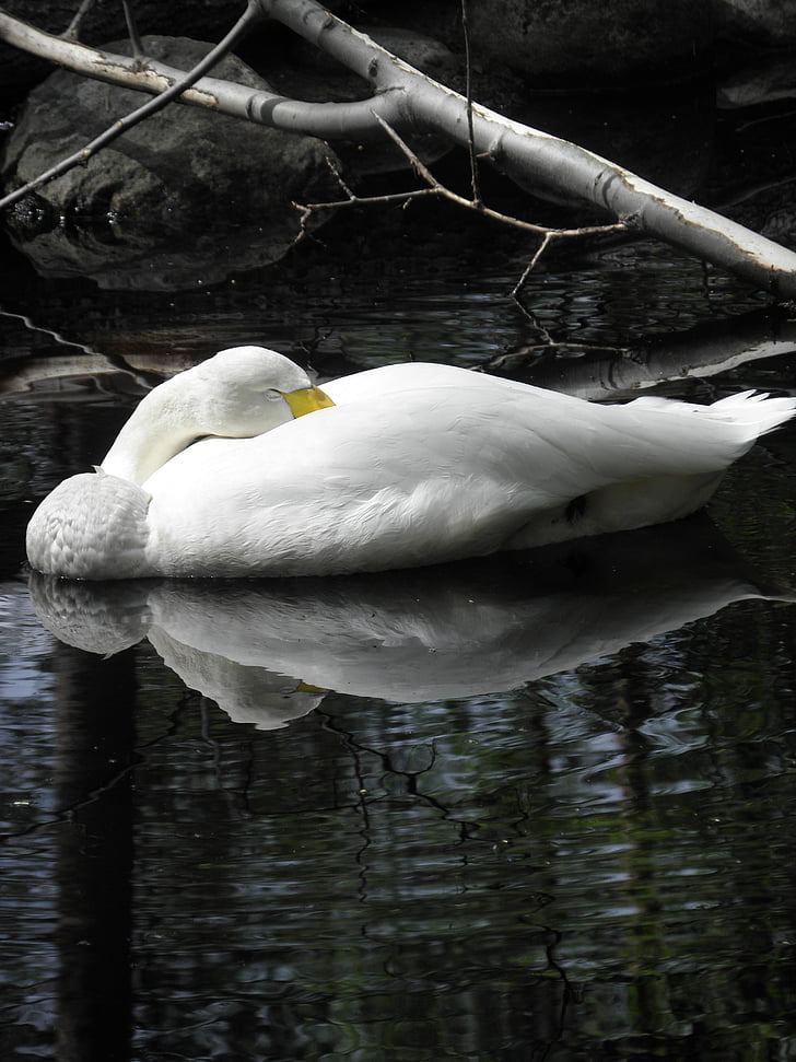 swan, pond, branch, sleeping, waterfowl, animal, white