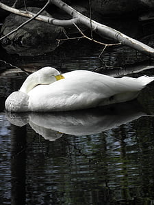 swan, pond, branch, sleeping, waterfowl, animal, white
