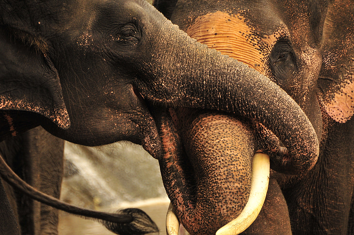 Słoń, pnie, Tajlandia, Natura, dzikich zwierząt, zwierząt, Donald Tusk