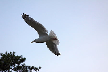 Seagull, Gull, Seagull terbang, terbang gull, burung terbang, burung di penerbangan, flgiht