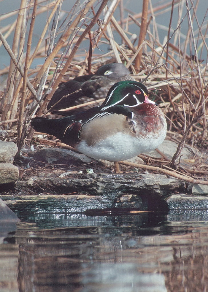 drevo kačica, vodné vtáctvo, Aix, hnedá, vták, sťahovavého vodného vtáctva, mokraď