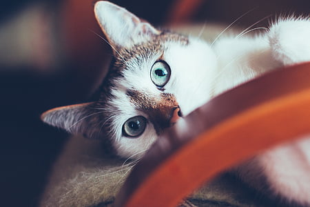 adorable, animal, blur, cat, close-up, color, curiosity