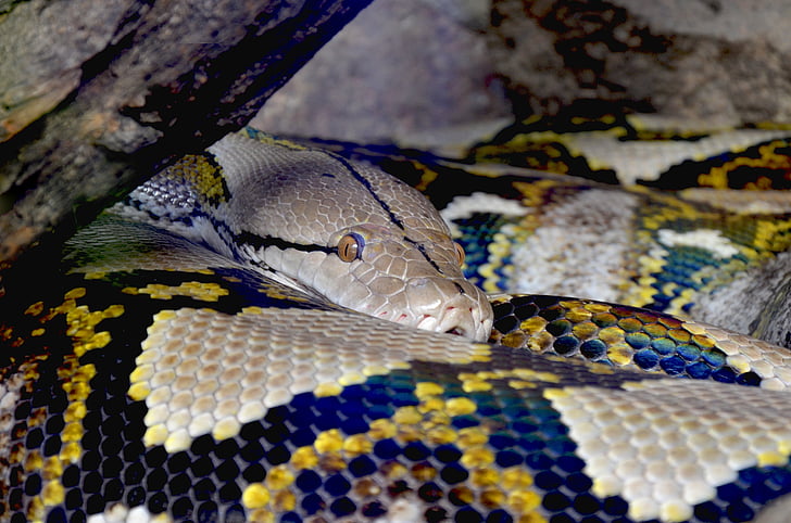 Python, net python, frumusete, constrictor, închide, reptilă, scară