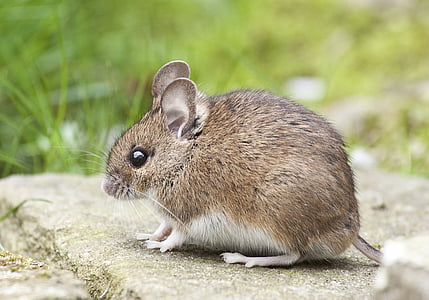 ratón, naturaleza, roedor, ojos de botón, un animal, temas de animales, animales en la naturaleza