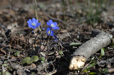 liverwort, Весняні квіти, Весна, Природа, завод, квітка