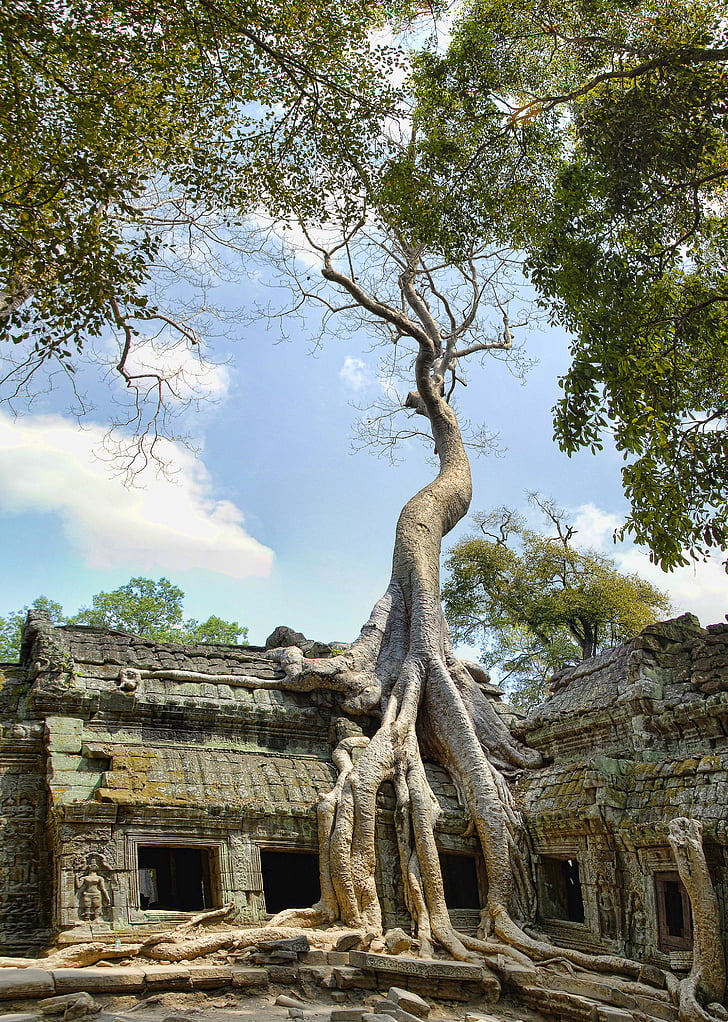 ta prohm, Kambodzsa, Angkor, Wat, turizmus, építészet, utazás