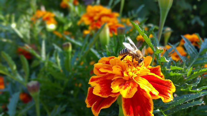 flor, abeja, naturaleza