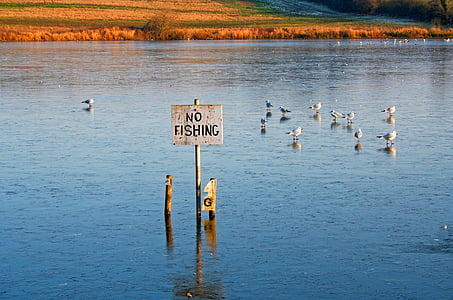 Não há pesca, Lago, Não, pesca, água, natureza, paisagem