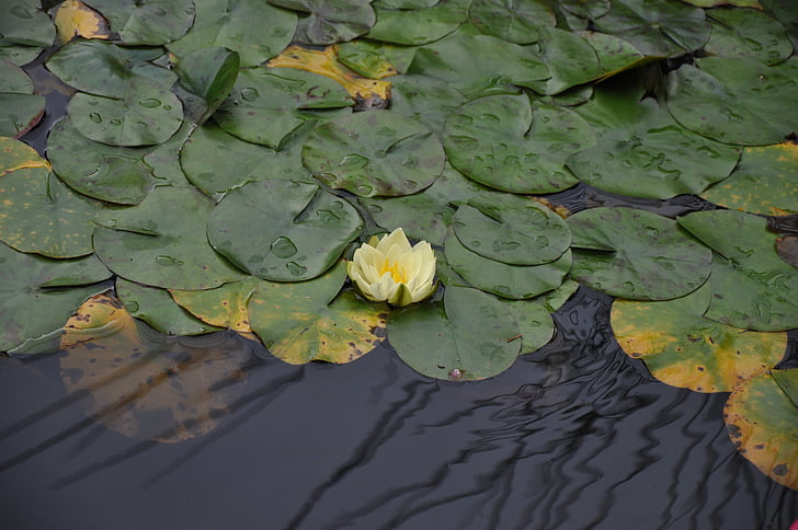 Lotus, Lake, natuur, Blossom, vrede, water, Italië