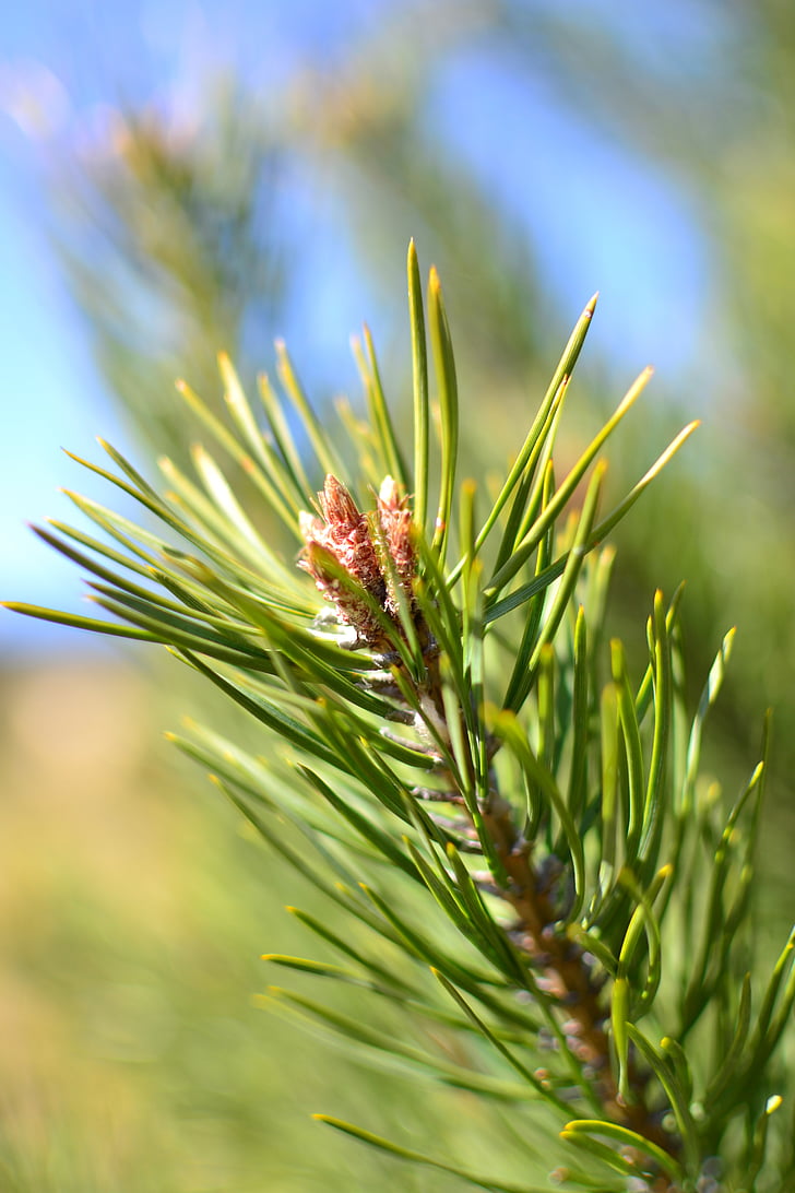 pine, sprig, blossoming, closeup, beautiful, nature, the sun