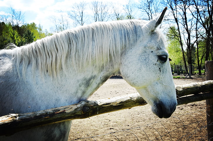 kôň, biely kôň, pero, zvieratá, mane