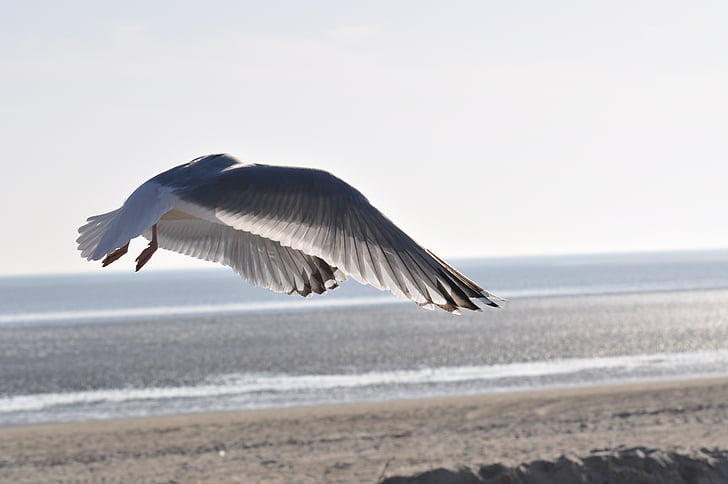 Seagull, stranden, flyg, Nordsjön, fåglar, Sky, fågel