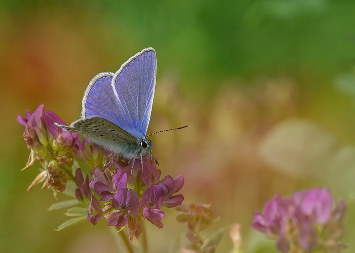 Modráčik obyčajný, motýľ, motýle, hmyzu, Príroda, zviera, krídlo