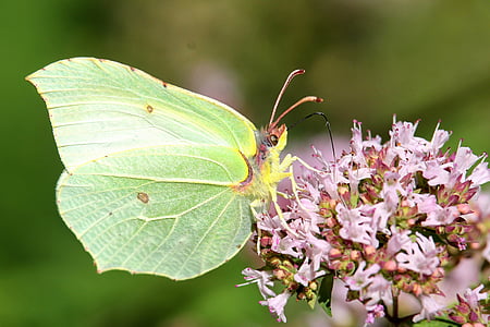 花, 昆虫, 蝴蝶, gonepteryx rhamni, 自然, 一种动物, 野生动物