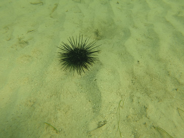 sea urchin, fish, jamaica, sea life, water, sea, nature