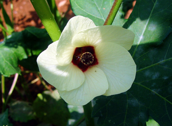 Signora finger, fiore, gombo, vegetale, Dharwad, India, natura