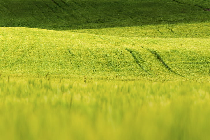 trava, narave, zelena, polje, sončno, kmetijstvo, podeželja scena