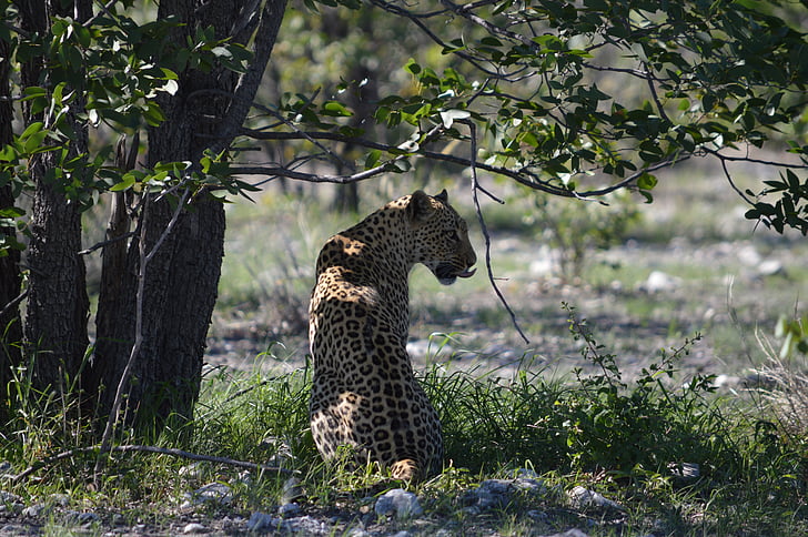 leopardo, África, Namibia, Etosha, animal salvaje, gato, flora y fauna