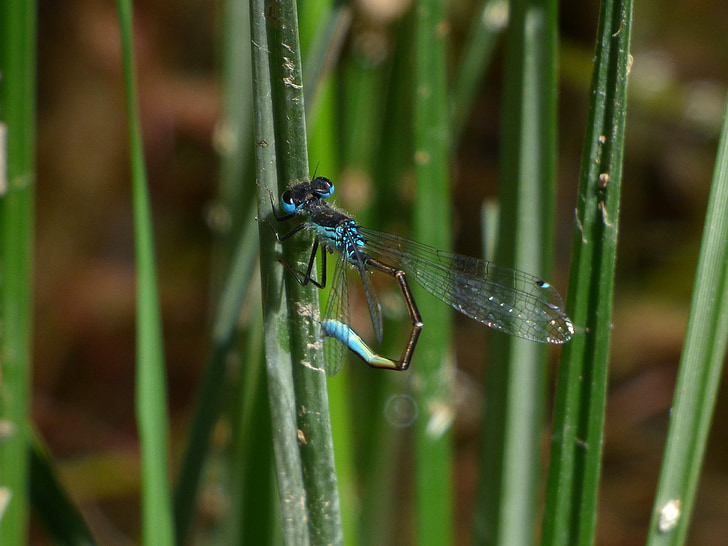 Dragonfly, kmen, mokřadní, řeka, Ischnura graellsii, modrá vážka