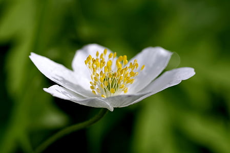 흰 꽃, 노란 stamens, 비 엘, 꽃잎, 작은, 봄, 꽃