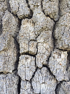tree, bark, texture, wood, trunk, nature