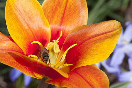 Tulipan, žig, prašnikov, bel ko lilija rodbina, pomlad, narave, cvet