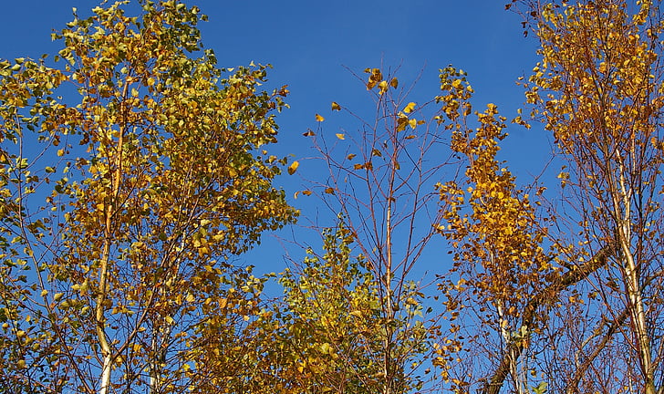Berk bos, Birch tree, Berk, bladverliezende boom, boom, hemel, blauw